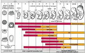 Fetal Growth Chart Ob Nursing Prenatal Development