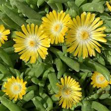 Image result for Delosperma mahonii