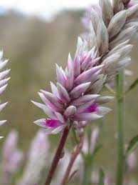 Image result for Hermbstaedtia