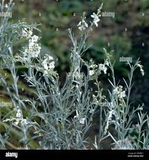 Image result for Gomphostigma