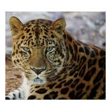 If there is no picture in this collection that you like, also look at other collections of backgrounds on our site. Green Eyes Poster Zazzle Com In 2021 Leopard Pictures Animals Wild Cats