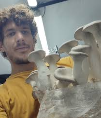 Growing Black Pearls Mushrooms