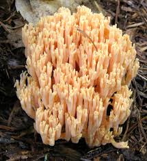 Image result for Sericorema remotiflora