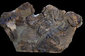 Image result for monika babi%u0161ov 