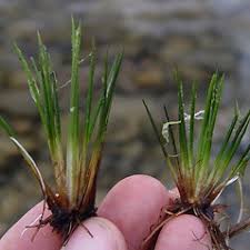 Image result for Isoetaceae