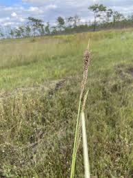Image result for Sporobolus agrostoides