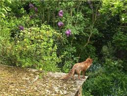 How Can Toy Keep Foxes Out Of Your Garden Click The Photo To Find Out Boy He Is Cute Though Photo Garden Cute