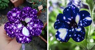 Spectacular Galaxy Flowers Look Like They Hold The Universe In Their Petals Night Sky Petunia Galaxy Flowers Petunias