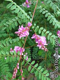 Image result for Indigofera garckeana