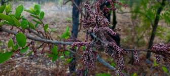 Image result for Hymenocardia