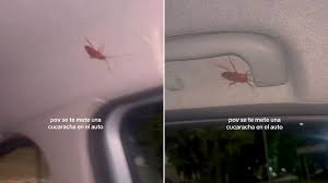 Apareció una cucaracha en su auto mientras conducía y la desesperante  escena se hizo viral: “Voy a chocar” - Infobae