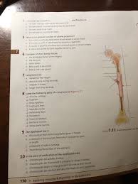 This slide shows the regions of the end of the growing tibia. 4 Osteocytes Are Located In And Function To A Lacunae Maintain And Monitor The Bone Ecm B The Periosteum