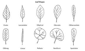 Having a flat circular structure attached to a stalk near the center, rather than at or near the margin; Plant Morphology Leaves Red Seal Landscape Horticulturist Identify Plants And Plant Requirements