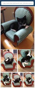 Epingle Par Rakushi Panda Sur I Love Cat Chats Et Chatons Bebes Animaux Animaux Mignons