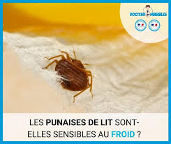 Si les huiles essentielles sont efficaces contre les punaises de lit, il vous faudra néanmoins être prudent. Tuer Les Punaises De Lit Par Le Froid Que Faire Docteur Nuisibles