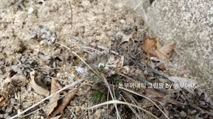 Image result for Lepidagathis lanatoglabra