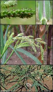 Image result for Echinochloa
