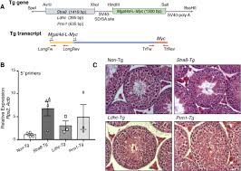 The Golgi Glycoprotein Mgat4d Is An Intrinsic Protector Of Testicular Germ Cells From Mild Heat Stress Scientific Reports