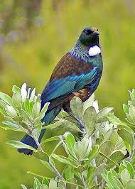 Bird On A Wire Movie Review Tui Found In New Zealand They Make The Coolest Robot Like Sounds Birds Pretty Birds Animals Beautiful