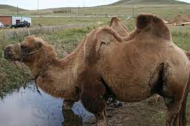 A camel's hump doesn't contain water or bone… it's fat. What Is A Camel Hump Made Of Quora
