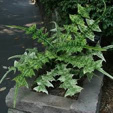 Image result for Acanthus montanus