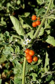 Image result for Solanum litoraneum