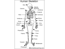 Furthermore, it protects the vital organs and provides strength to the muscle. Bones Muscles How Many Bones Does The Human Skeleton Contain Ppt Download