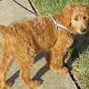 Buy goldendoodle puppies for sale for palm beach, florida premiere marketplace. 1