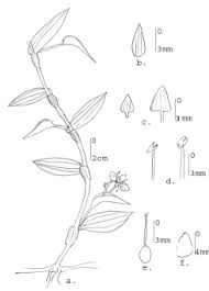 Image result for Commelina diffusa
