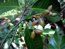 Image result for Gnetum