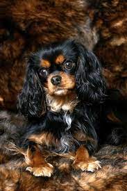 Males available born ready to go akc registered black and tan photos and contact info on advertigo website. Emma Bolton Emmbolt Cavalier King Charles Spaniel Tricolor King Charles Cavalier Spaniel Puppy Cavalier King Charles Dog