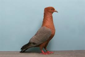Grand National Pigeon Show Champions Pigeon Breeds Pigeon Pictures Pigeon