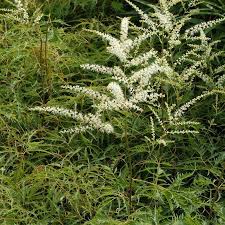 Geschlitztblattriger Geissbart Kneiffii Aruncus Dioicus Kneiffii Gunstig Online Kaufen Pflanzen Bestellen Garten Pflanzen