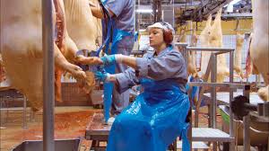 Need to watch 'our daily bread' in the comfort of your own home? Ngf Nikolaus Geyrhalter Filmproduktion Our Daily Bread