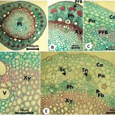 Image result for Adenia lobata