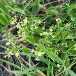 Image result for Helinus integrifolius