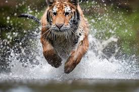 International tiger day is widely known on 29th july per annum to get awareness regarding the diminishing population of the tiger species. El7buwwc5buwmm