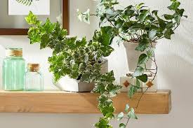 23 Indoor Plants For Low Light Perfect For Brightening Up Your Home In 2020 Hanging Plants Indoor Hanging Plants Low Light House Plants