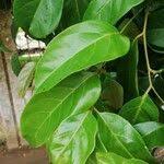 Image result for Pseudospondias microcarpa