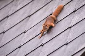 We did not find results for: How To Squirrel Proof Your Roof Vents Squirrelcontrol Ca
