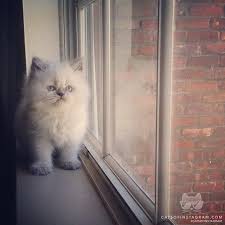 Cats Of Instagram Daily Doses Of Original Cute Cat Photos Himalayan Kitten Cats Cats Of Instagram