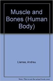 There are 206 bones in the human body. Muscles And Bones Human Body Llamas Andreu Rizo Luis 9780836821123 Amazon Com Books