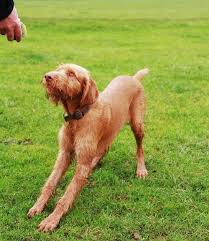 Black hair beautiful long hair. Is The Wirehaired Vizsla Temperament Near Perfect For A Family Dog
