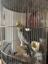 雏鸟的梦想的情色卡漫-让你沉醉于性感诱惑的欲望深渊