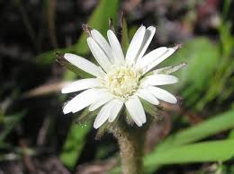Image result for Gerbera piloselloides