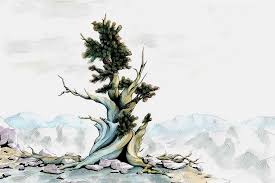 Baum Zeichnen Charaktervolle Baume Skizzieren Leicht Gemacht Baume Zeichnen Baum Zeichnung Idee Farbe