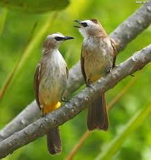 Burung trucukan adalah salah satu burung yang diminati masyarakat di indonesia, berikut rekomendasi makanan burung trucukan agar gacor! Kumpulan Suara Burung Jogjog Ropel Gacor Mp3 Pamankicau