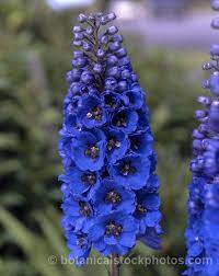Candle Larkspur Delphinium Pacific Giants Blue Jay Delphinium Elatum Delphinium Flowers Wholesale Flowers Delphinium