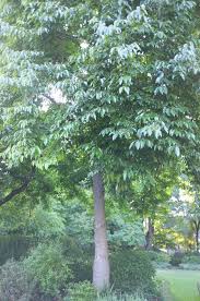 Image result for Diospyros virgata