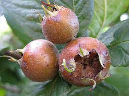 Picking fruit from your own trees is really satisfying and we have an excellent variety to choose from, including apples, pears, plums, cherries and figs. Six Forgotten British Foods Remembered